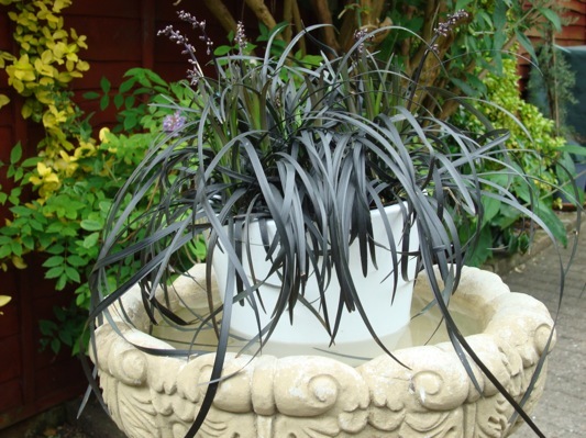 Ophiopogon-BlackBeard_Patio