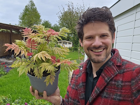 Sorbaria Crimson Feather