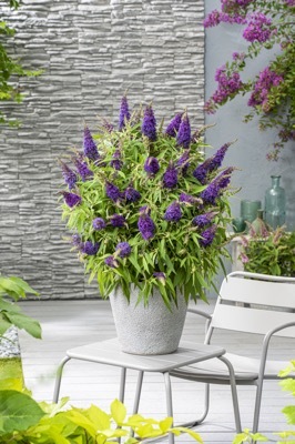 Buddleja-Little Purple_Patio