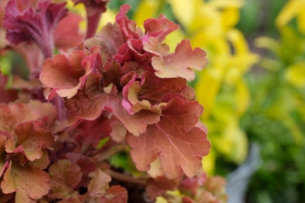 Heuchera-Frilly_Close up foliage