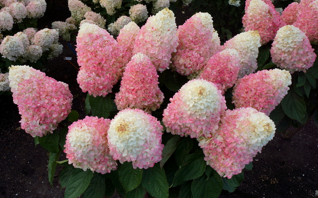 Hydrangea Love-a-Lot