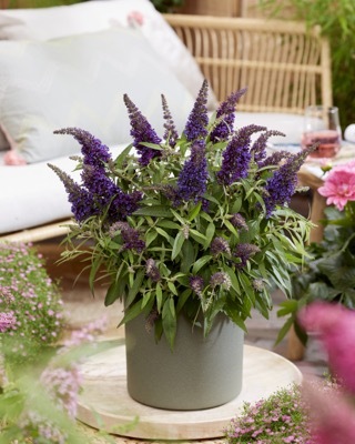 Buddleja-Little Purple_Patio