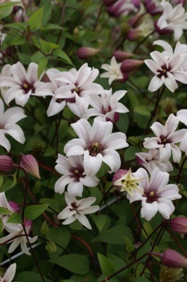 Clematis- Princess Kate_Flower