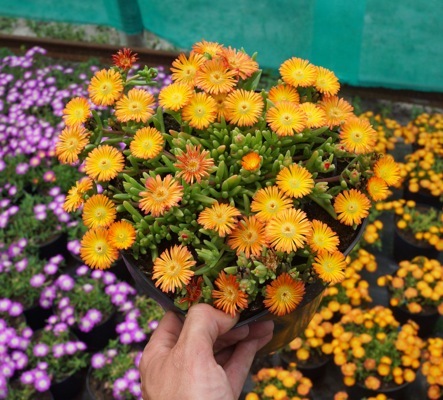 Delosperma-Orange Wonder_Pot