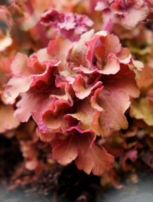 Heuchera-Frilly_Foliage