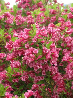 Weigela-Flamingo Pink_Flowers