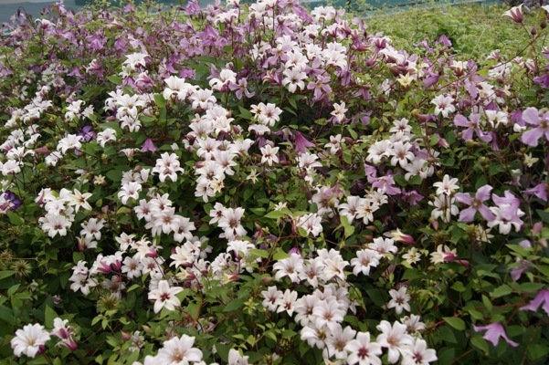 Clematis- Princess Kate_Garden