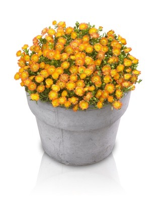 Delosperma-Orange Wonder_Pot