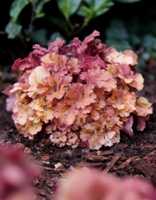 Heuchera-Frilly_Garden