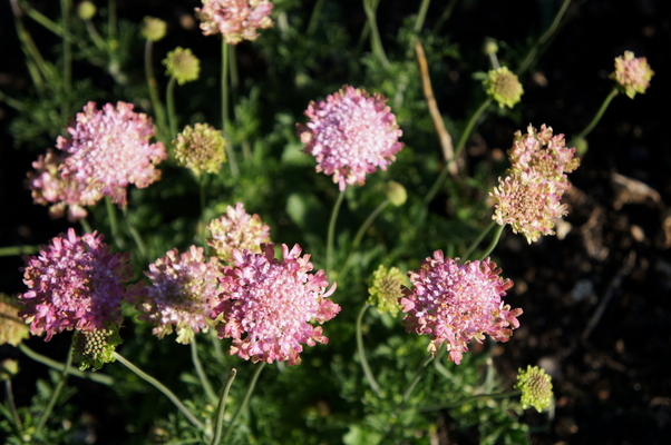 Scabiosa Raspberry Kisses