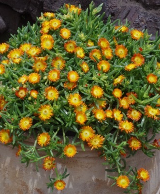 Delosperma-Orange Wonder_Close up flower