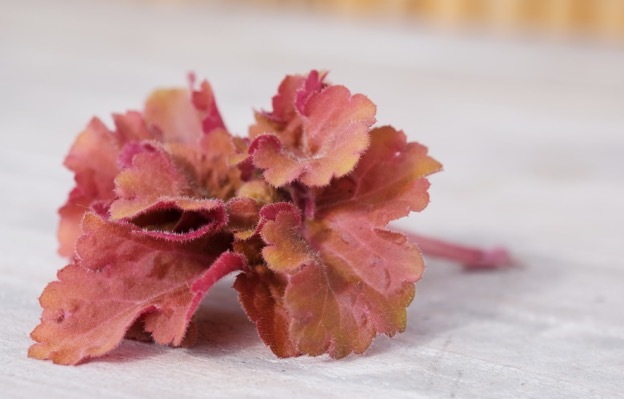 Heuchera-Frilly_Close up foliage