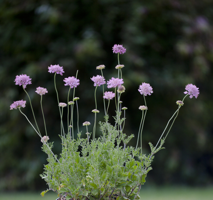 Scabiosa Raspberry Kisses