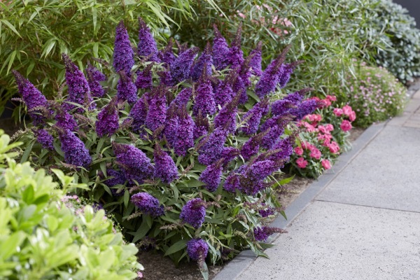 Buddleja-Little Purple_Garden