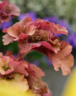 Heuchera-Frilly_Close up foliage