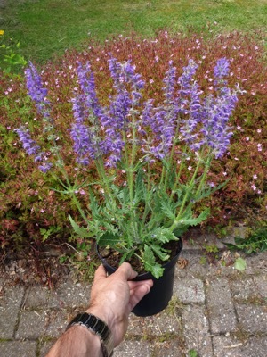 Salvia-Peacock_Pot