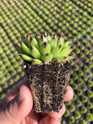 Sempervivum Emerald Swirl