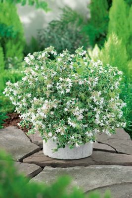 Abelia-Bella Donna_Patio