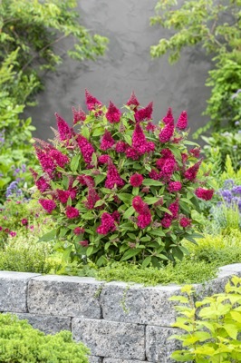 Buddleja-Little Ruby_Garden