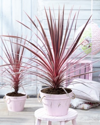 Cordyline-Charlie Boy_Patio