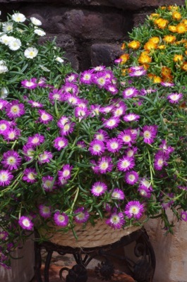 Delosperma-Violet Wonder_Patio