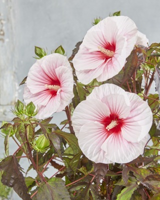 Hibiscus-Carousel Pink Candy_Flower