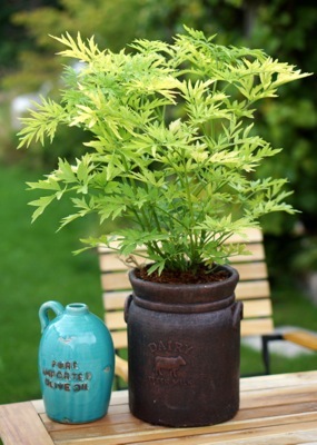 Sambucus-Golden Tower_Patio