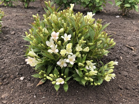 Weigela Picobella Bianco