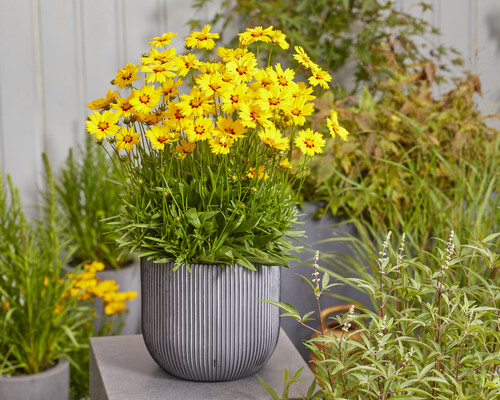 Coreopsis Solar Mellow