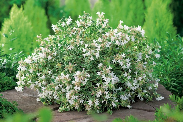 Abelia-Bella Donna_Garden