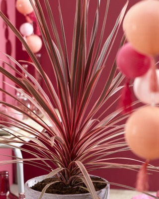 Cordyline-Charlie Boy_Patio