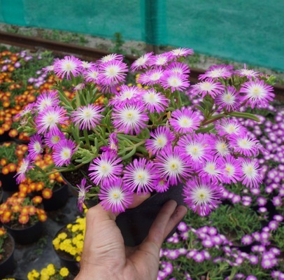 Delosperma-Violet Wonder_Pot