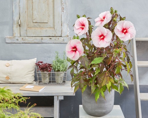 Hibiscus-Carousel Pink Candy_Patio