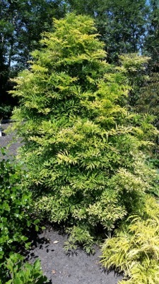 Sambucus-Golden Tower_Garden