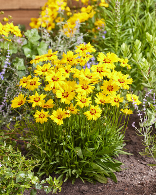 Coreopsis Solar Mellow