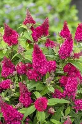 Buddleja-Little Ruby_Flower