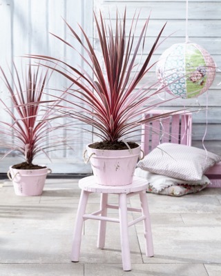 Cordyline-Charlie Boy_Patio