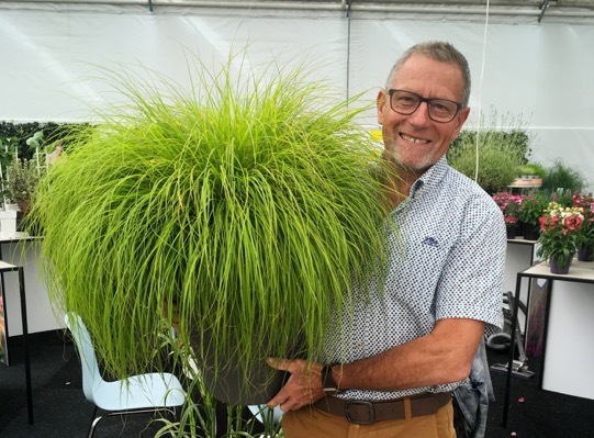 Pennisetum-Lumen Gold_Breeder