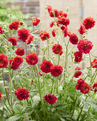 Geum Firestarter