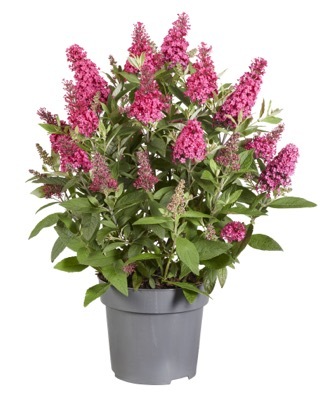 Buddleja-Little Ruby_Pot