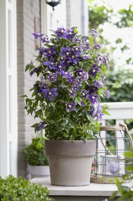 Clematis-Taiga_Patio