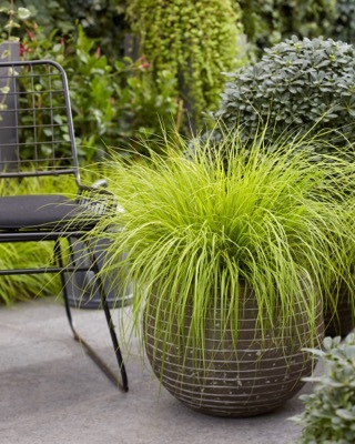 Pennisetum-Lumen Gold_Patio