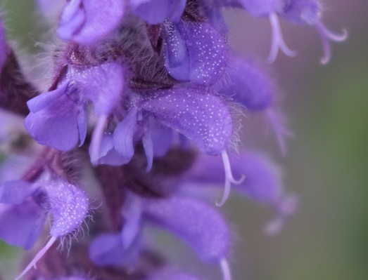 Salvia-Peacock_Close up flower