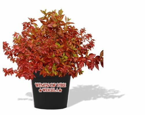 Weigela-Wings of Fire_Pot