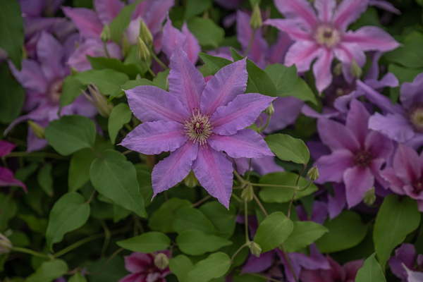 Clematis Tumaini