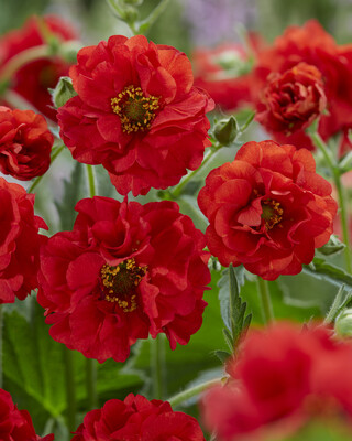 Geum Firestarter