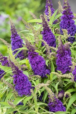 Buddleja-Little Purple_Flower