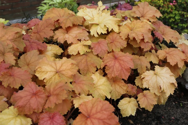 Heuchera-Kassandra_Foliage