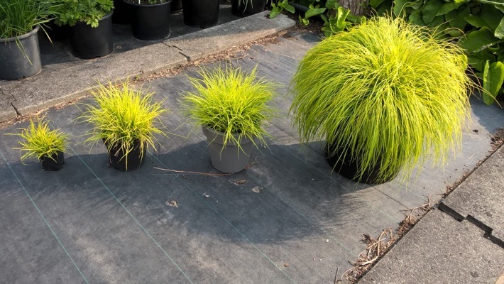 Pennisetum-Lumen Gold_Pot