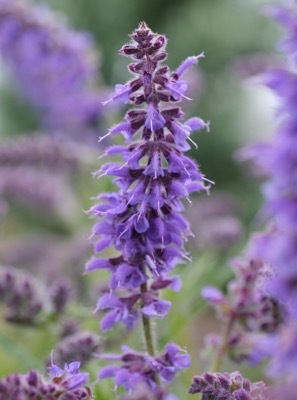 Salvia-Peacock_Flower